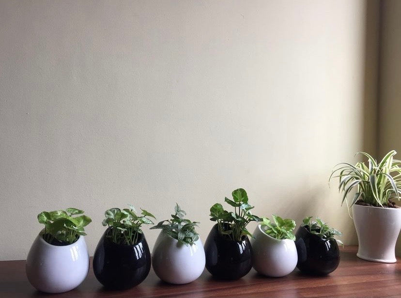 Black wall hanging ceramic planter