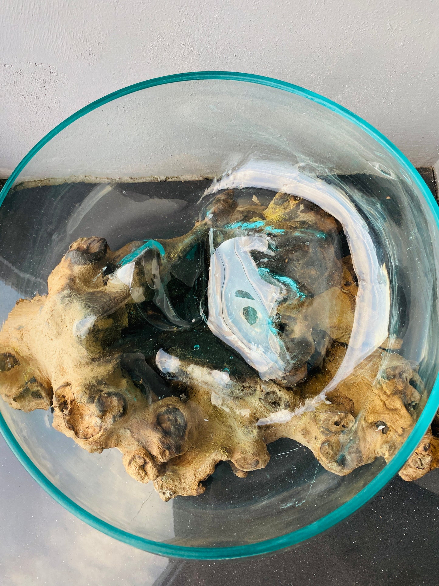 Molten Glass on polished teak Driftwood-Oceanbowl(medium)