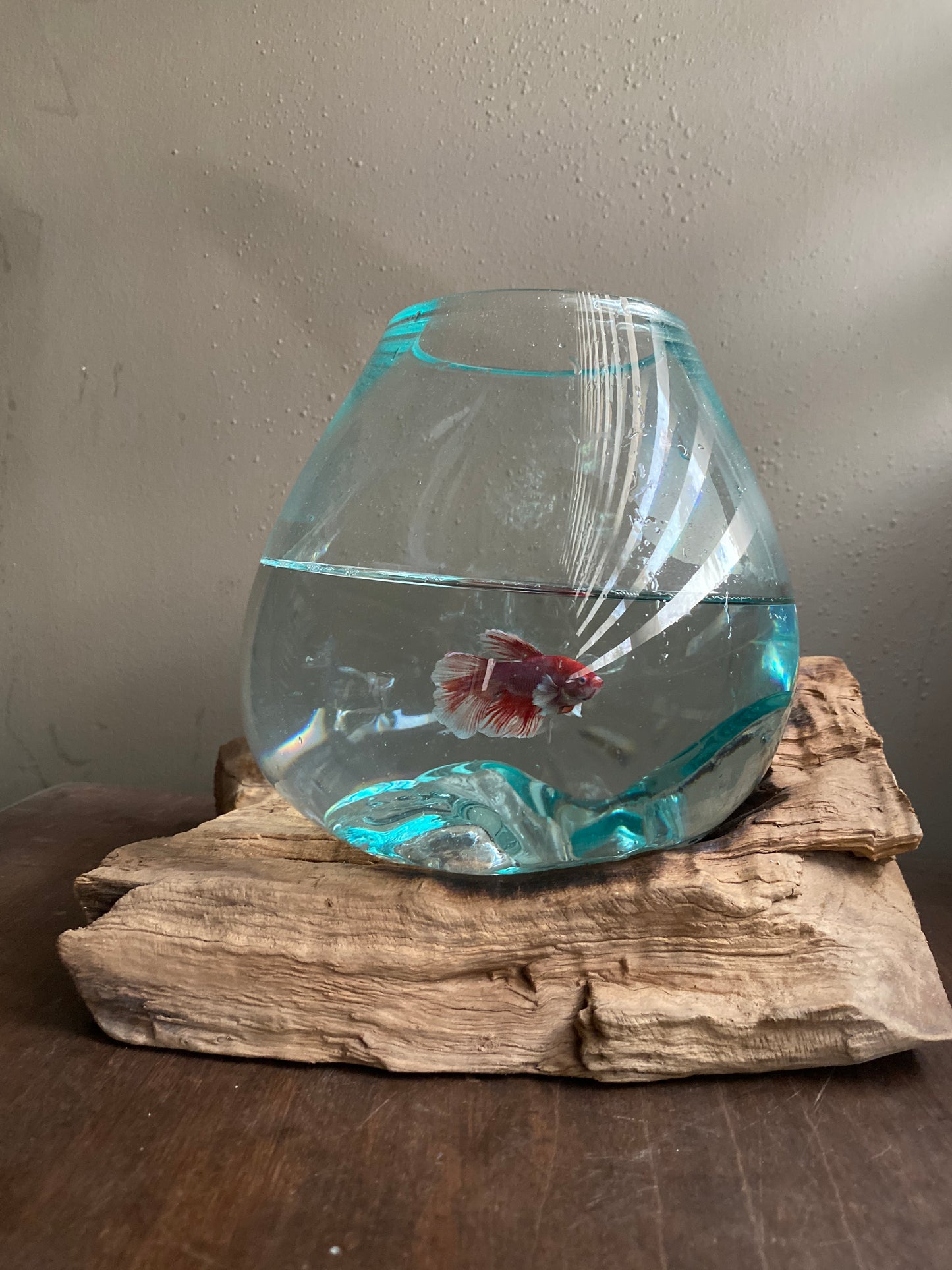 Molten Glass on Hanging polished teak Driftwood