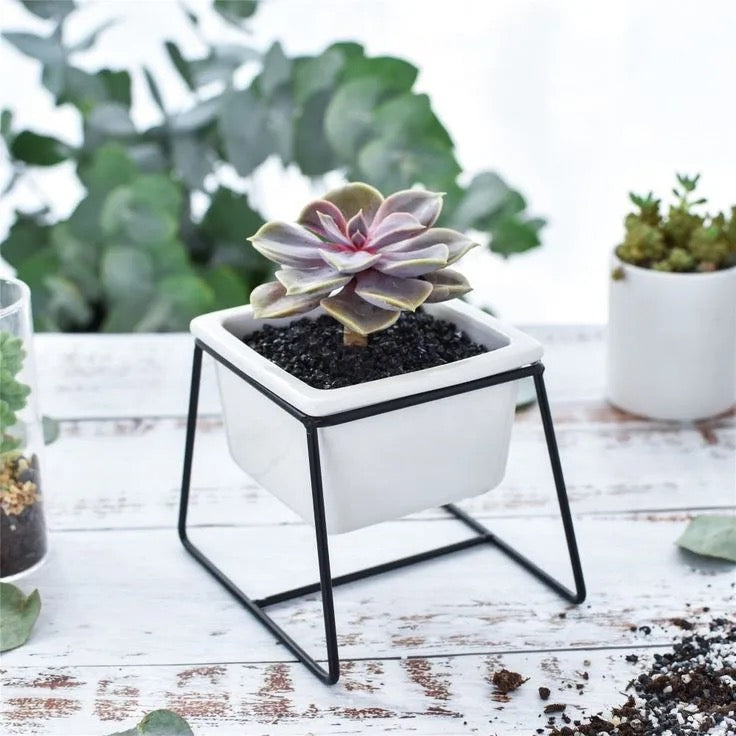 White square ceramic planter with metallic stand