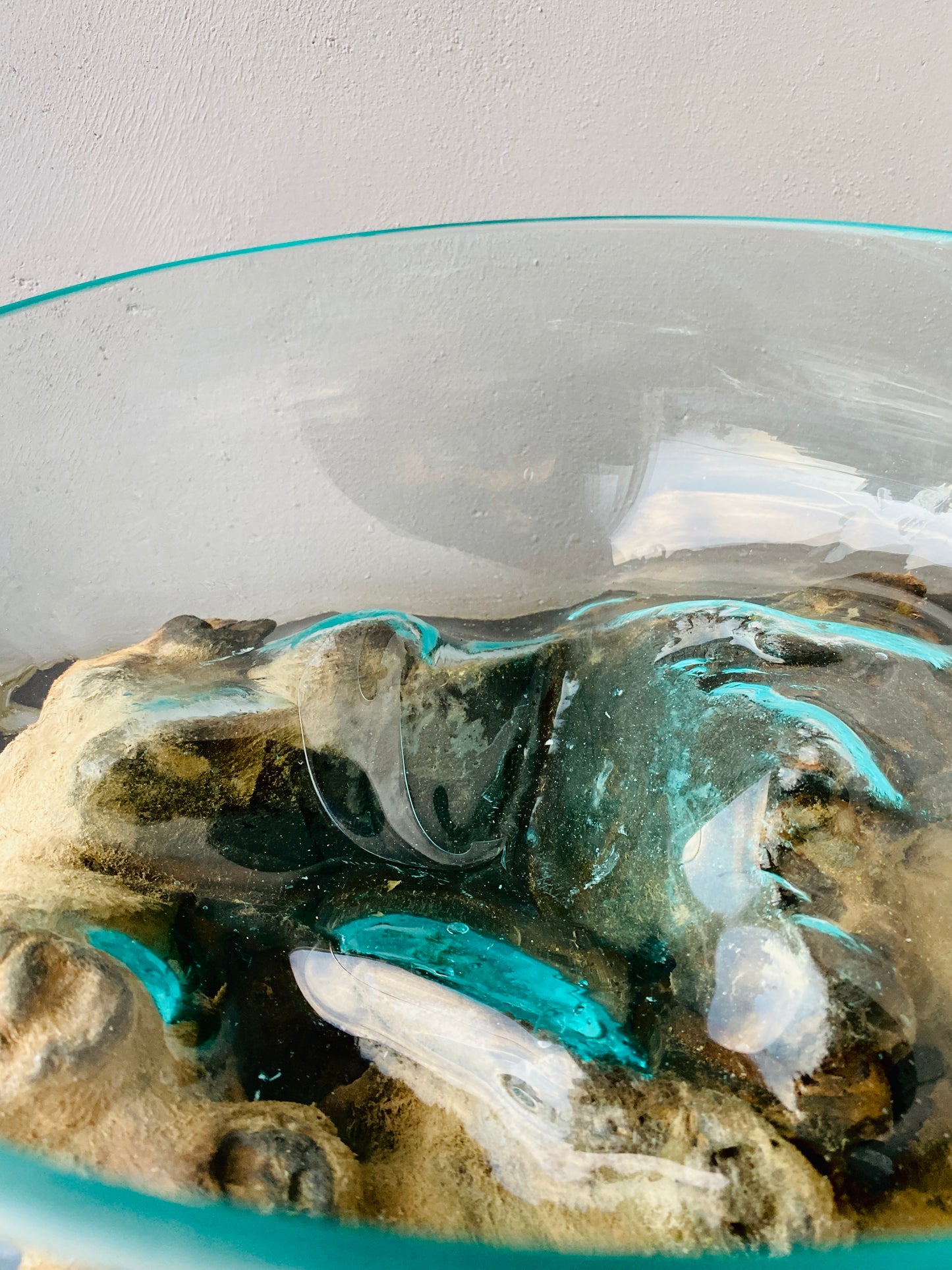 Molten Glass on polished teak Driftwood-Oceanbowl(medium)
