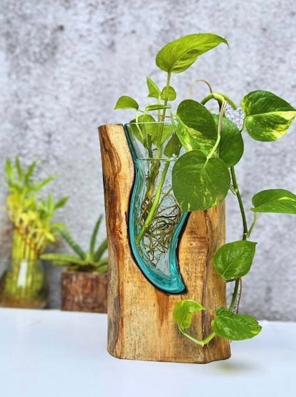 Molten Glass on polished teak Driftwood-forestwall