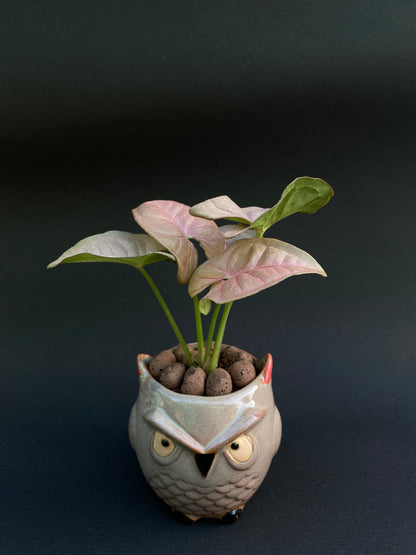 Owl ceramic planter