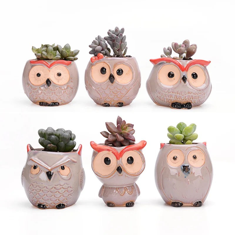 Owl themed ceramic Plant Pots (SET OF 6)